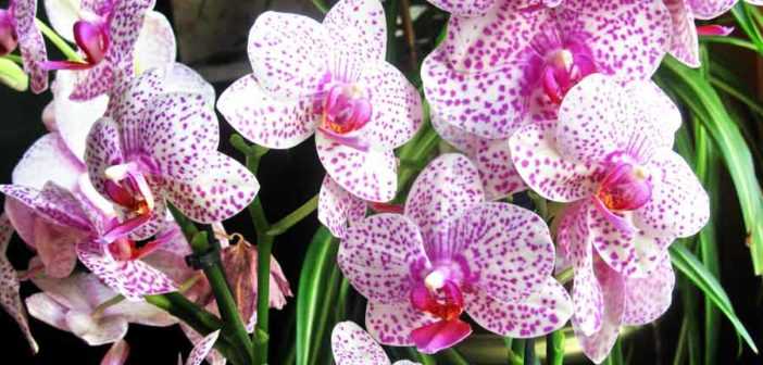 Как избавиться от мучнистого червеца на орхидее: меры борьбы, лечение болезни народными средствами, как удалять вредителей с бутонов, фото и видео от цветоводов