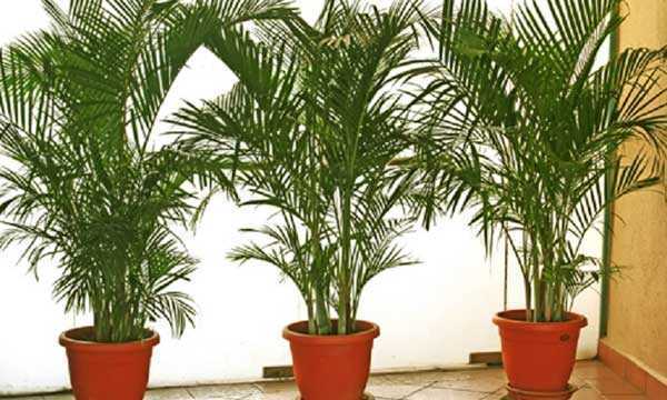 Уход за пальмой арека в домашних условиях: как посадить цветок areca palm