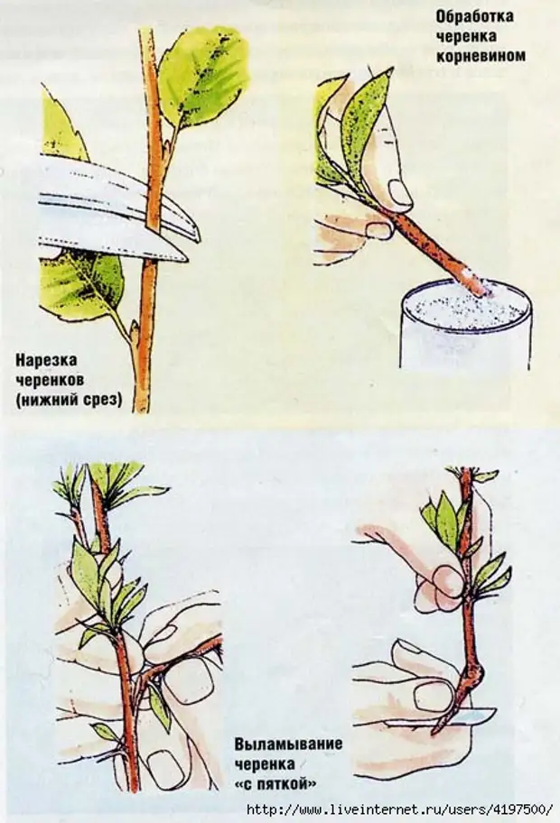 Как укоренить хризантему из букета в домашних условиях