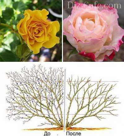 Обрезка роз весной для начинающих от «а» до «я» | садоводство и огородничество