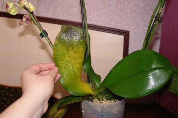 Болезни орхидей и их лечение, профилактика здоровых растений