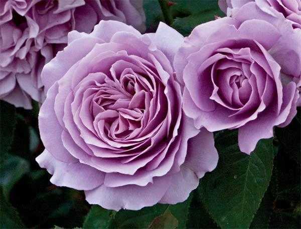 Роза Самба обладает всеми достоинствами сортов флорибунда: обильное, яркое цветение в течение всего лета, не высокая требовательность к уходу, устойчивость к
