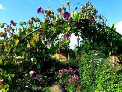 Кобея лазающая в саду: выращивание в домашних условиях из семя и фото цветка