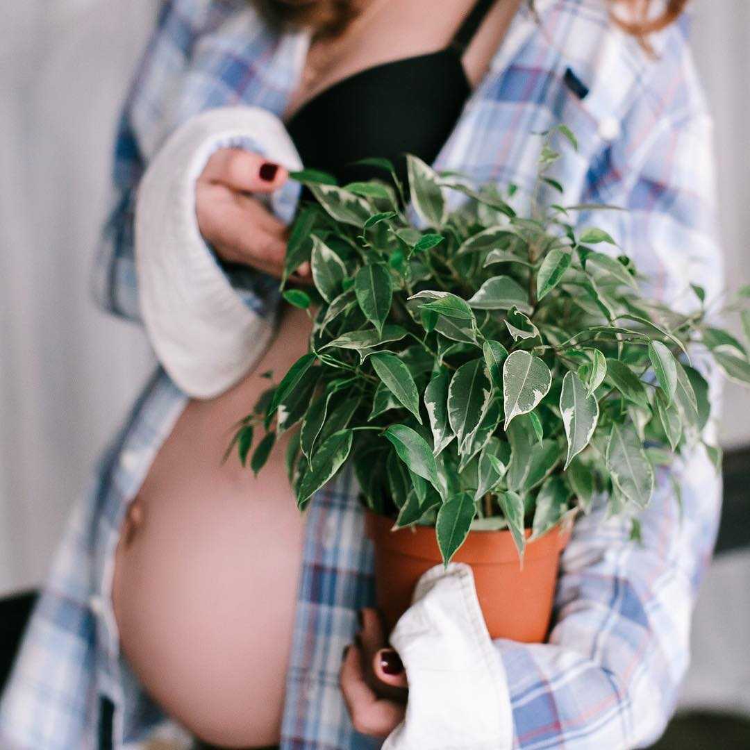 Самое известное растение для зачатия ребенка- фикус! правда ли он помогает забеременеть?