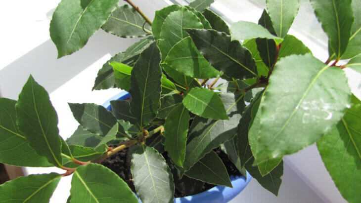 Лавр благородный - популярное комнатное растение Как правильно его выращивать, на что обратить внимание при уходе и особенности размножения