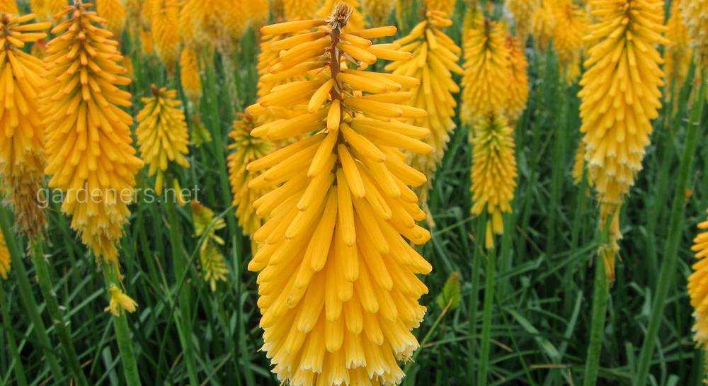 Аморфофаллус титанический (18 фото): особенности гигантского цветка, интересные факты, где он растет
