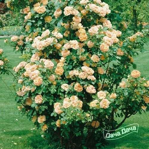 Плетистые розы: посадка и уход в открытом грунте, сорта