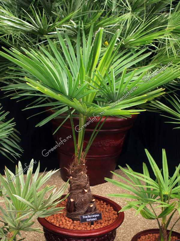 Трахикарпус форчуна: веерная пальма. уход в домашних условиях