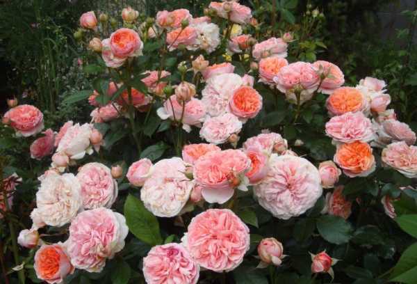 Роза луис одьер – высокорослый куст с плотными пионовидными цветами розового оттенка
