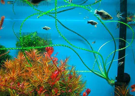 Кринум аквариумный: описание видов, уход и размножение