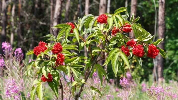 Бузина (71 фото): что это такое и как выглядит растение? описание дерева с цветками и ягодами, бузина сибирская, канадская и другие виды