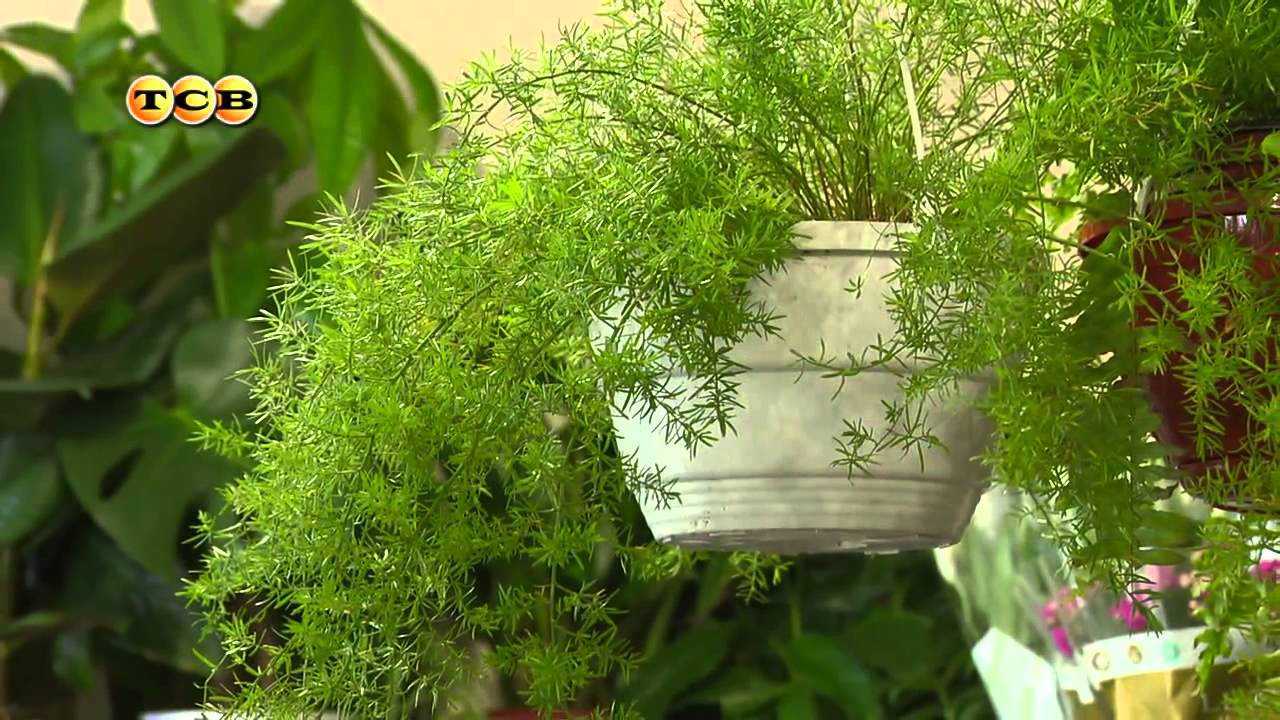 Домашние растения, которые не вызовут аллергии