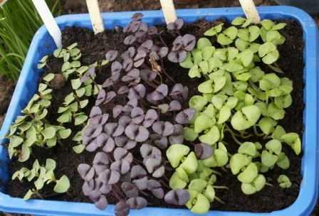 Базилик: выращивание из семян, посадка в открытый грунт, свойства базилика
