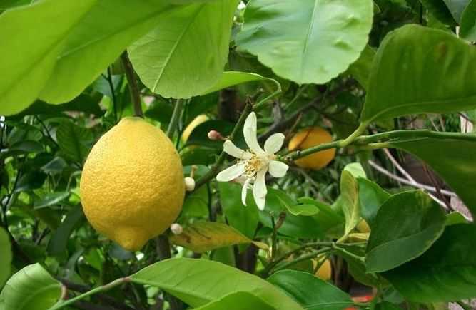 Как правильно прививают лимон в домашних условиях