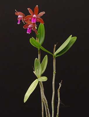 Орхидея каттлея: как выглядит и как правильно ухаживать - проект "цветочки" - для цветоводов начинающих и профессионалов