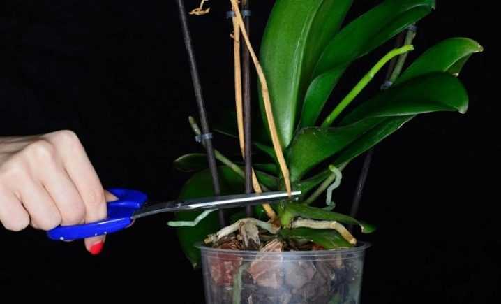 Что делать с воздушными корнями у орхидеи: причины появления, нужно ли обрезать