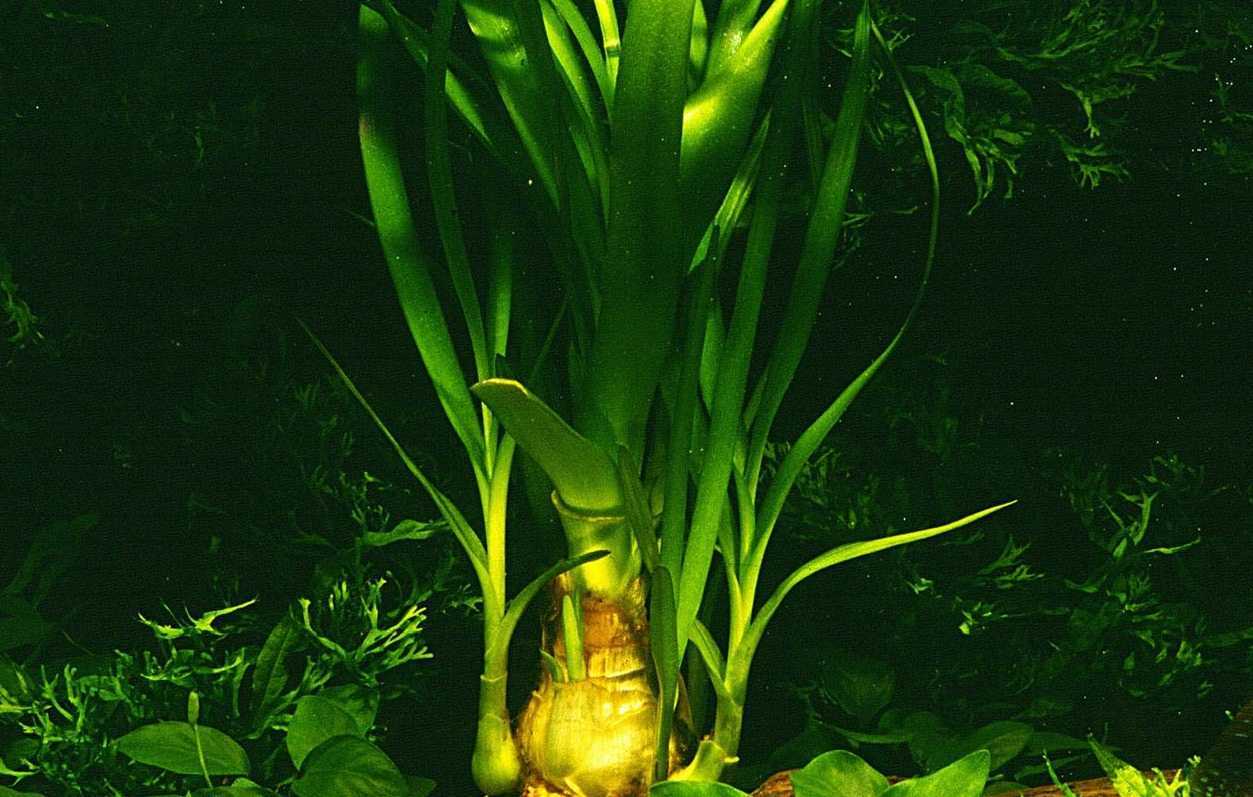 Аквариумное растение кринум: содержание, виды