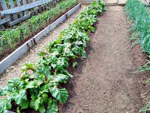 Можно ли выращивать подорожник в домашних условиях - сад и огород