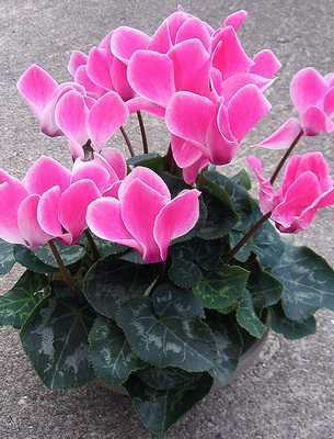 Растение тюльпан: ботаническая характеристика и строение - Проект "Цветочки" - для цветоводов начинающих и профессионалов