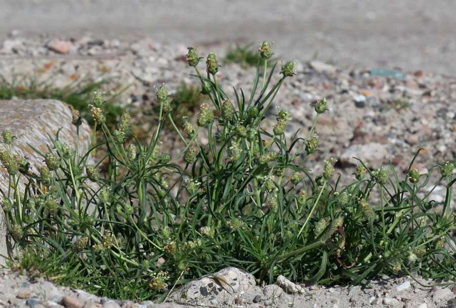 Короставник полевой: лечебные свойства и противопоказания, посадка и уход в саду, фото