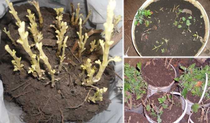 Как сохранить хризантемы зимой в саду. способы хранения