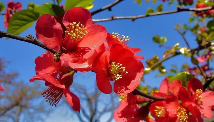 Японская айва: как посадить и вырастить кустарник - проект "цветочки" - для цветоводов начинающих и профессионалов