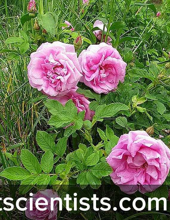Роза Флорибунда была выведена благодаря скрещиванию между цветками, отличающимися крупными цветками Такое растение визуально напоминает чайную розу, но ее