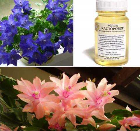 Лучшие средства для пышного цветения комнатных растений | здоровье | селдон новости