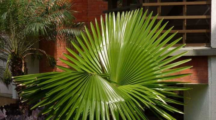 Вашингтония: описание, выращивание и уход за пальмой