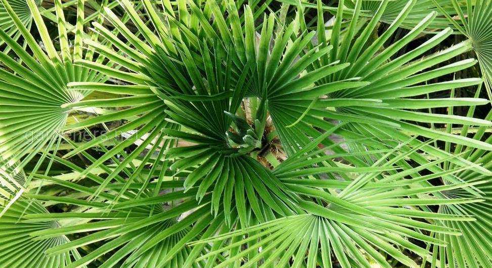 Трахикарпус форчуна: особенности выращивания веерной пальмы в домашних условиях