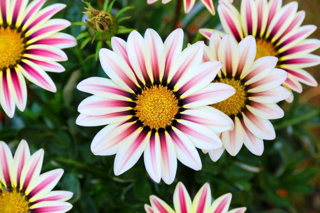 Цветок гацания — как цветет на клумбе, какой нужен грунт для выращивания