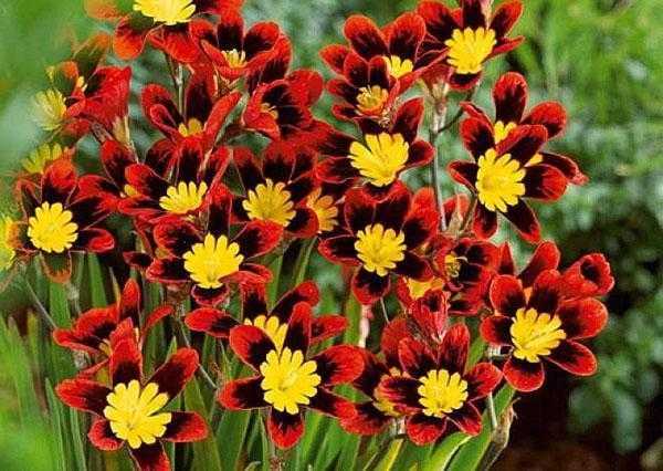 Спараксис – теплолюбивое луковичное растение, отличающееся обильным цветением разнообразных оттенков В средней полосе его выращивают, выкапывая клубни на зиму