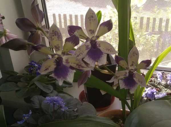 Орхидея зигопеталум в домашних условиях: уход и пересадка цветка, фото орхидеи зигопеталум