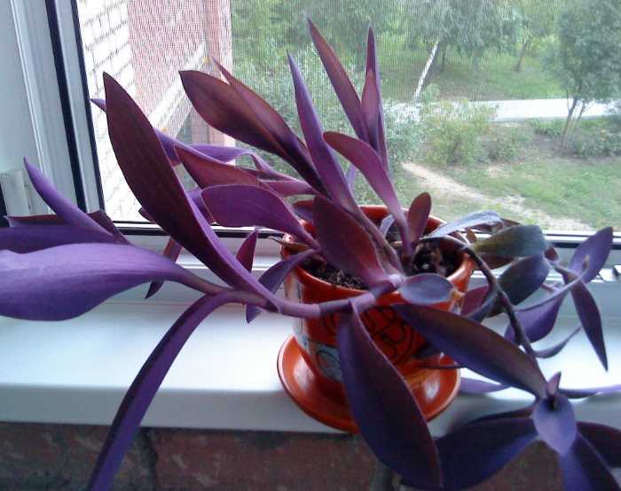 Сеткреазия фиолетовая (пурпурная): уход в домашних условиях и его фото selo.guru — интернет портал о сельском хозяйстве