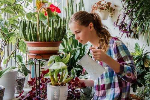 Чем подкормить комнатные цветы в домашних условиях