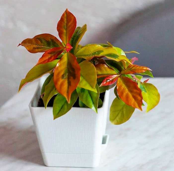Цветок переския: фото растения и уход за ним в домашних условиях, в открытом грунте