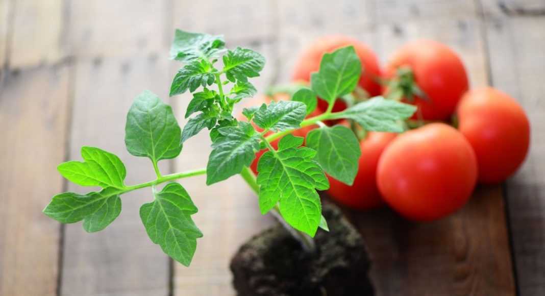 Как вырастить раннеспелые томаты: сроки посева и правила выращивания
