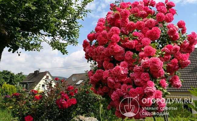 Розы, цветущие все лето: описание лучших сортов