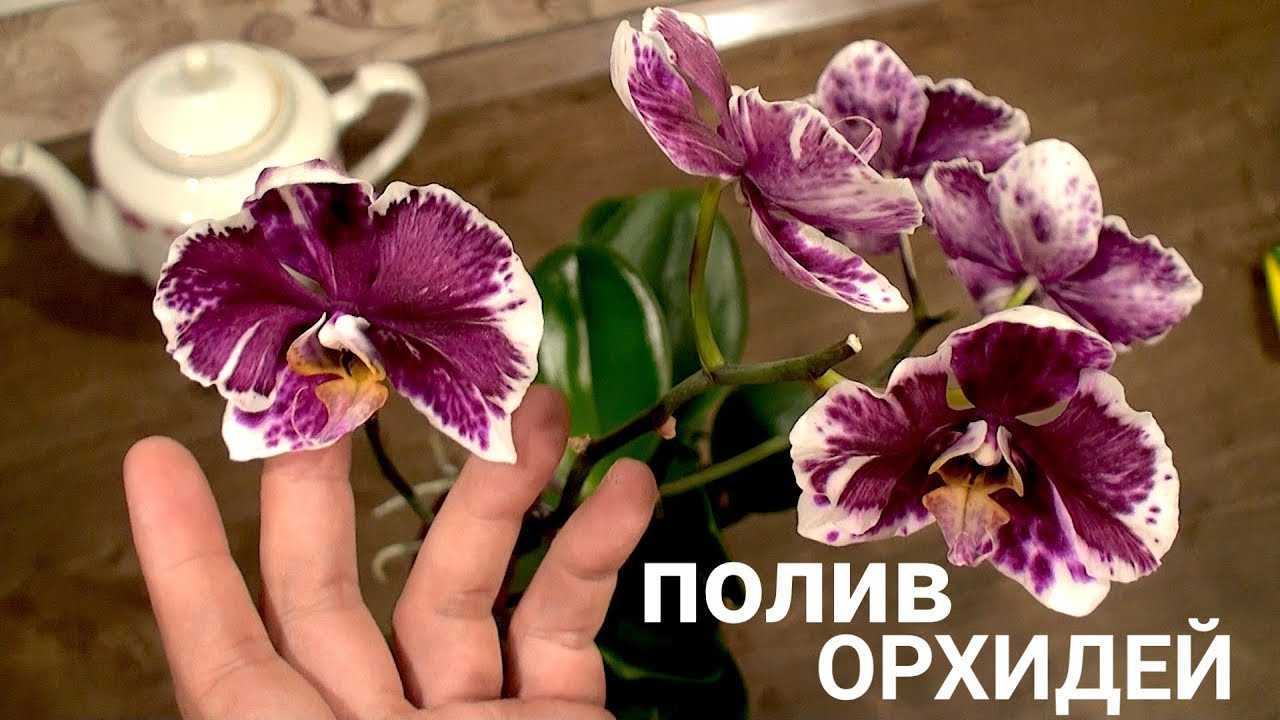 Когда и как подкармливать орхидею фаленопсис? какие удобрения выбрать?