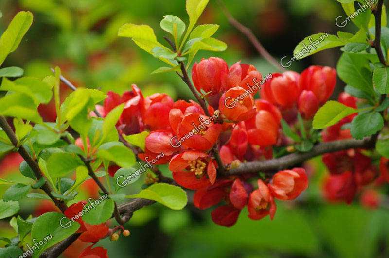 Айва японская - полезные свойства плодов, выращивание и посадка, уход и размножение растения с фото