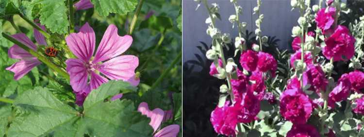 Георгины «веселые ребята»: выращивание из семян, посадка и уход за цветами, когда сажать