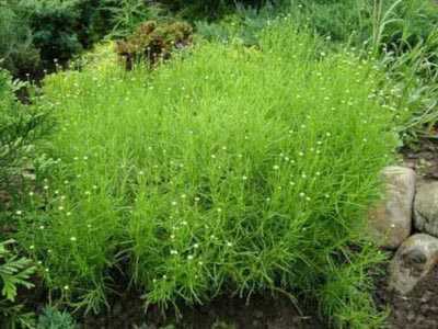 Выращивание сантолины: посев семян и высадка рассады