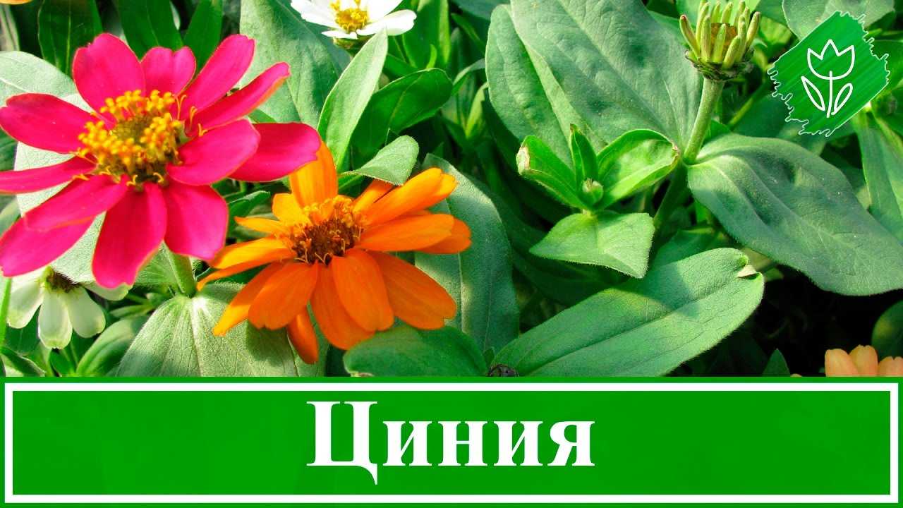 Цветок циния (цинния), выращивание и уход в открытом грунте