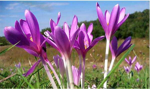 Цветок безвременник: фото, видео, описание ядовитого растения, выращивание, размножение травы и её применение