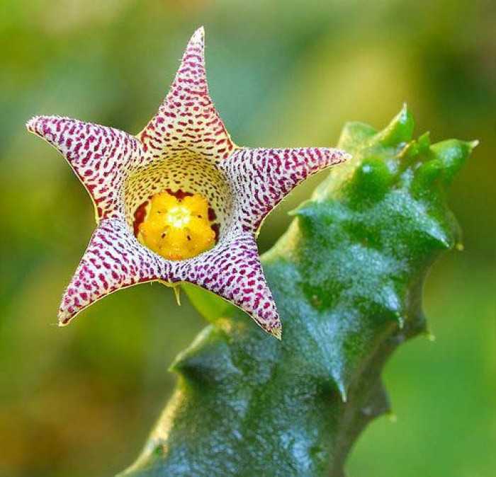 Строение кактуса: что кроется внутри экзотического растения и с чем связана его «запасливость»?