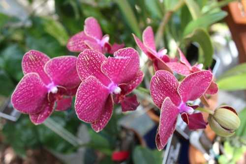 Орхидея дракула: фото, посадка и уход в домашних условиях. сверхъестественная красота: все, что нужно знать об орхидее дракула
