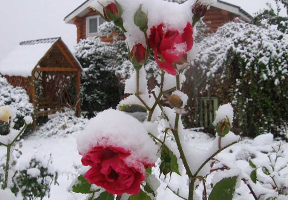 Подкормка роз осенью: какими удобрениями проводится. уход за цветами и подготовка к зиме