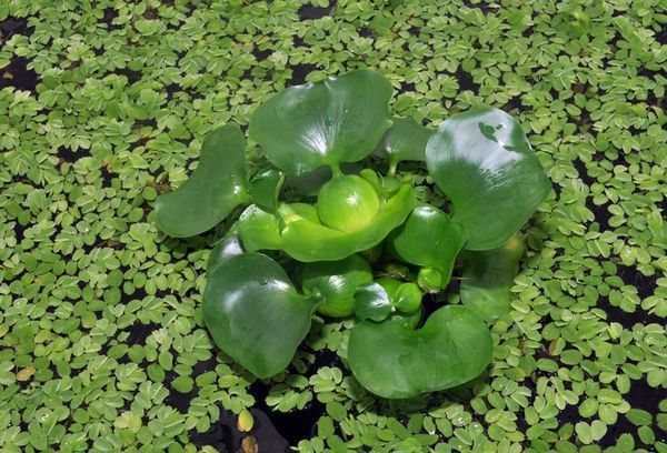 Водный гиацинт (эйхорния): особенности выращивания в пруду или аквариуме