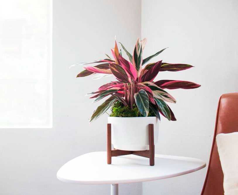 Строманта: красивое, но очень капризное комнатное растение