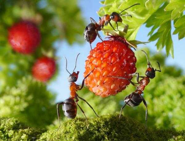 Топ-9 самых эффективных способов борьбы с муравьями на садовом участке | общество | селдон новости